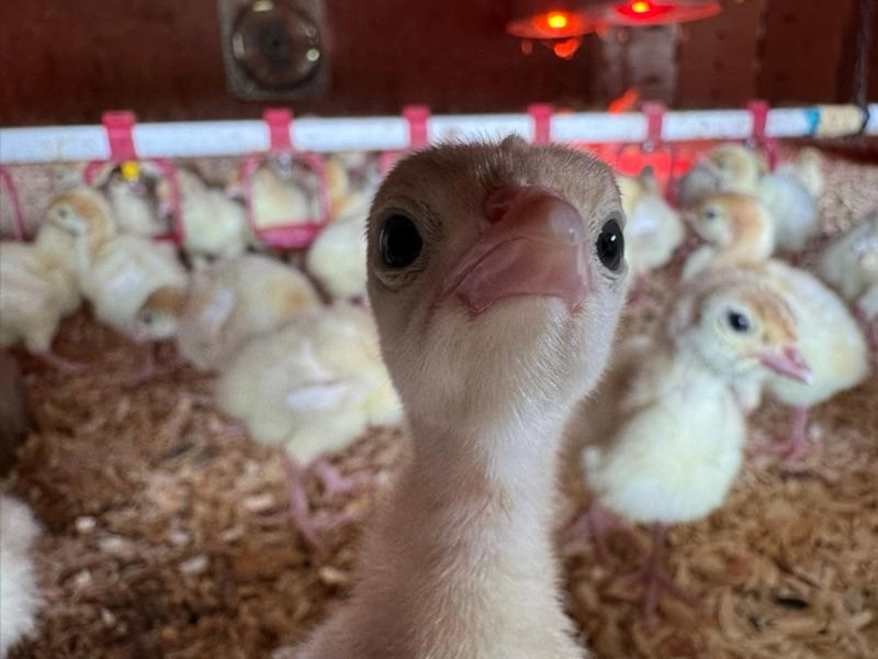 Image of Chicken Chatter...Turkey Talk...