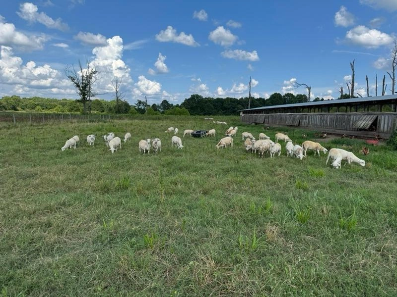 Image of Lamb-tastic