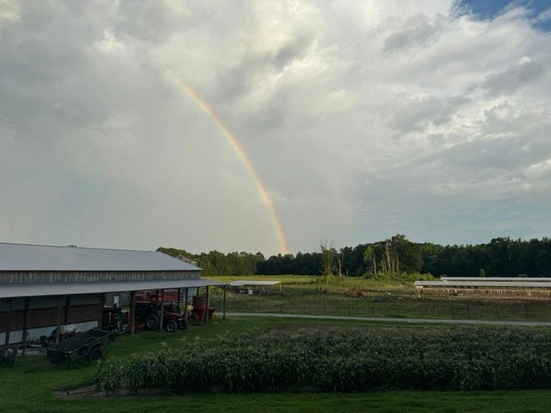 Image of Dog days and rainbows