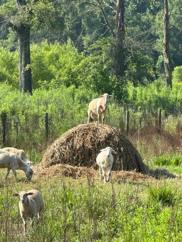 Image of To Hay,  or not to Hay