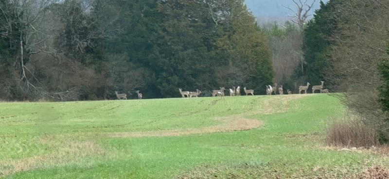 Image of When is Deer Season?
