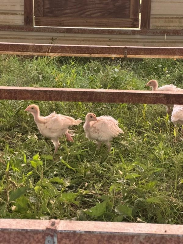 Image of They Are Growing Up So Fast