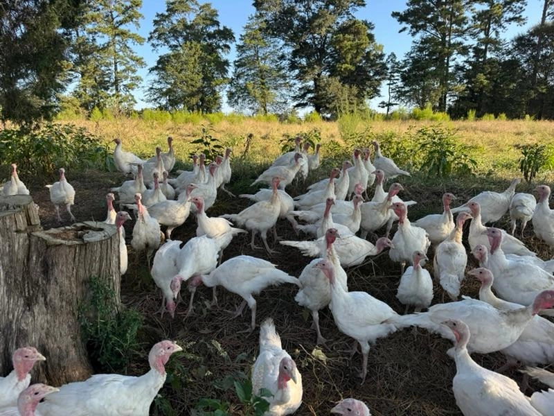 Image of Turkeys in the Home Stretch