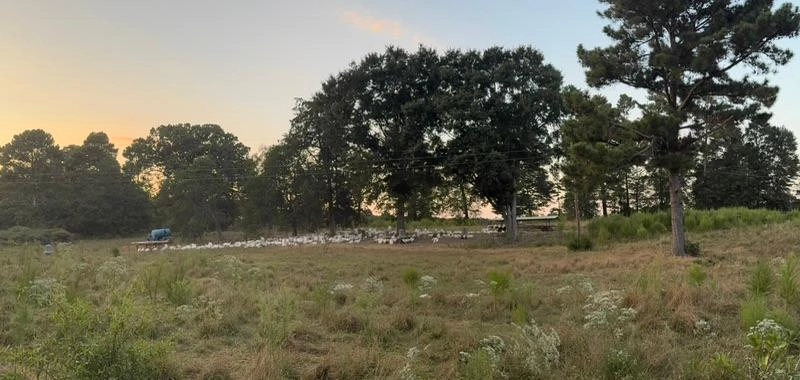 Image of Turkeys Enjoying the Pasture