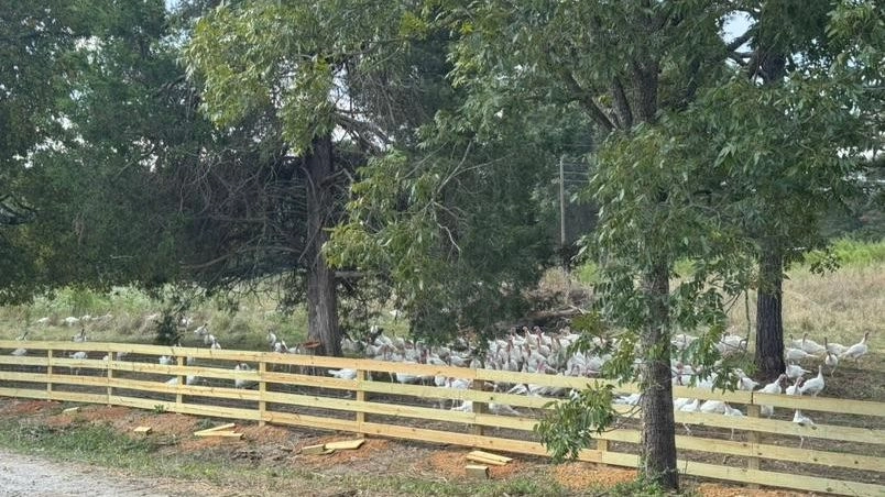 Image of On the Farm