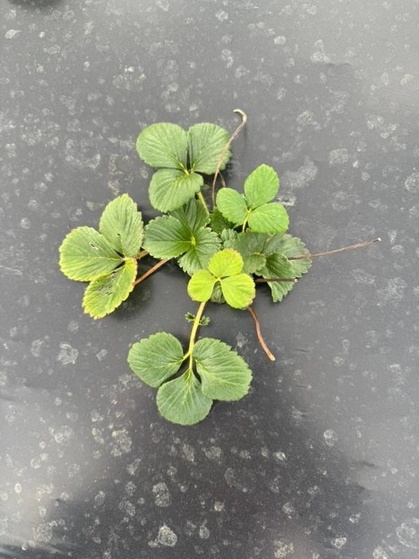 Image of Strawberry Patch Update