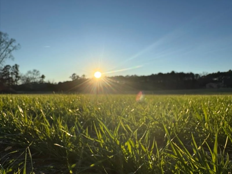 Image of The Dawn of a New Year