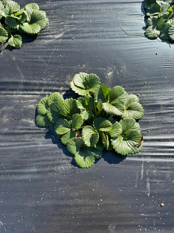 Image of Strawberry Survival