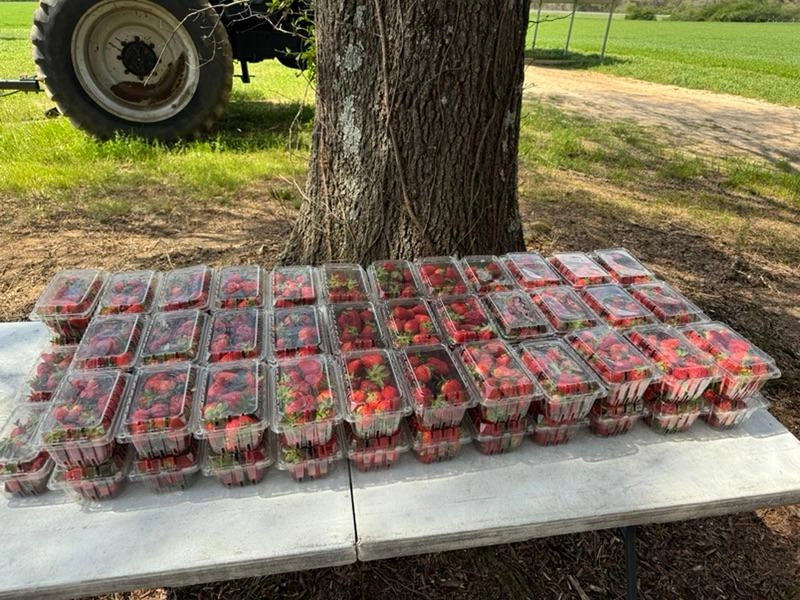 Image of Strawberry Season is Upon Us
