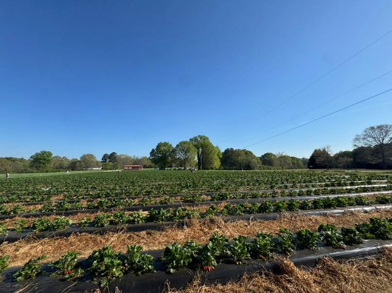Image of Springtime on the Farm Now Includes Strawberries