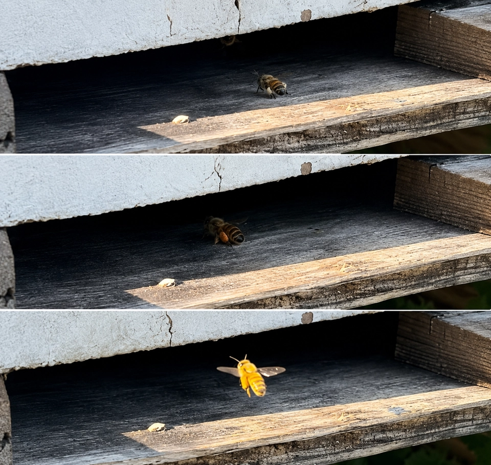 Image of Pollen Flow